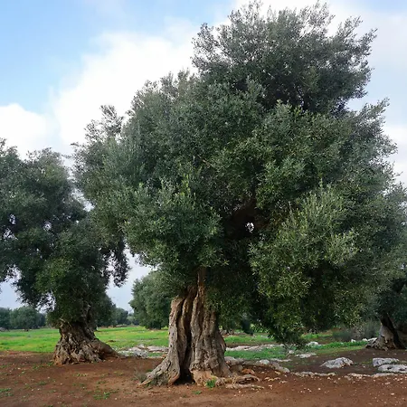 Masseria Capece Pezze Di Greco